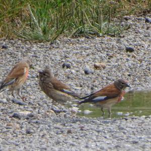 Eurasian Linnet