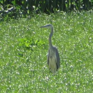 Grey Heron