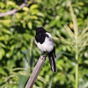 Black-billed Magpie