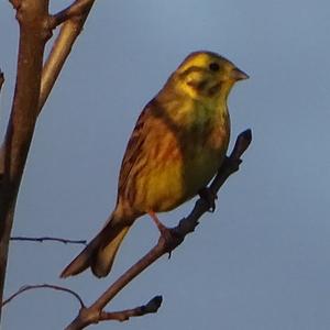 Yellowhammer