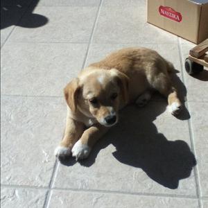 Unknown Breed
