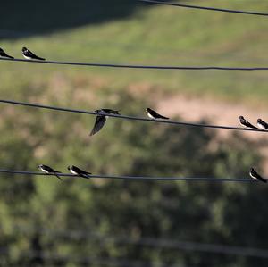 Barn Swallow