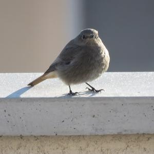 Black Redstart