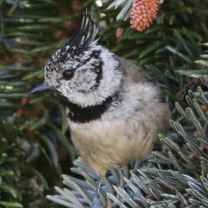 Crested Tit