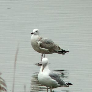 Herring Gull