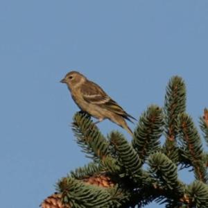 Eurasian Chaffinch