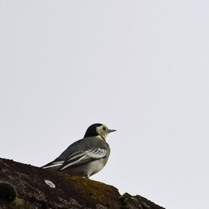 White Wagtail