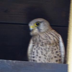 Common Kestrel