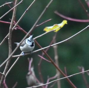 Crested Tit