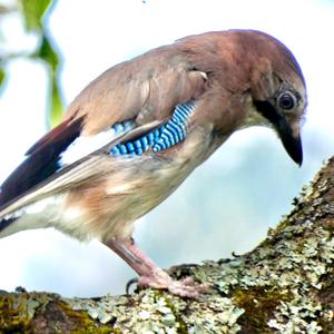 Eurasian Jay