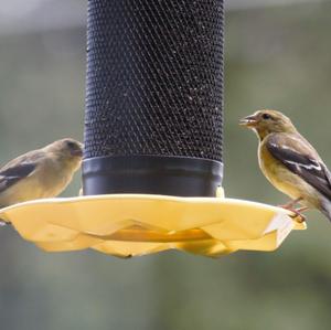 American Goldfinch