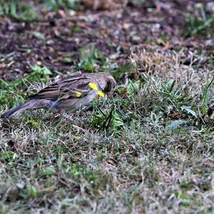 House Sparrow