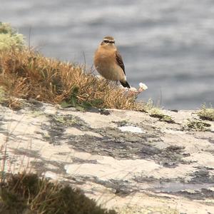 Northern Wheatear