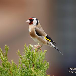 European Goldfinch