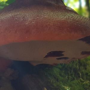 Beefsteak Polypore