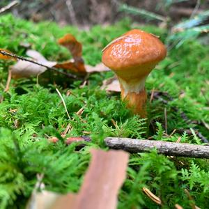 Larch Suillus