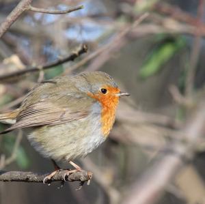 European Robin