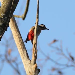 Great Spotted Woodpecker