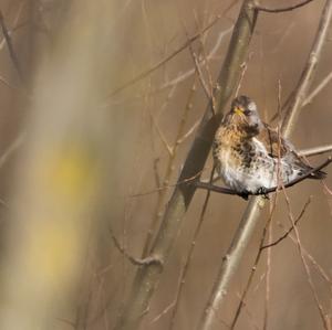 Fieldfare