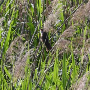 Great Reed-warbler