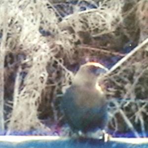 Brown-headed Cowbird