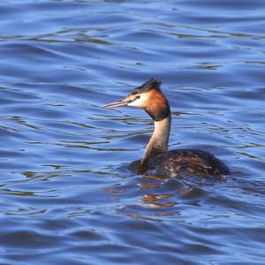 Great Crested Grebe