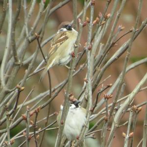 Eurasian Tree Sparrow