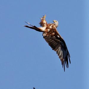 Red Kite