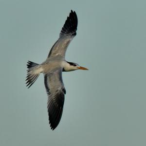 Royal Tern