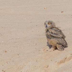 Eurasian Eagle-owl