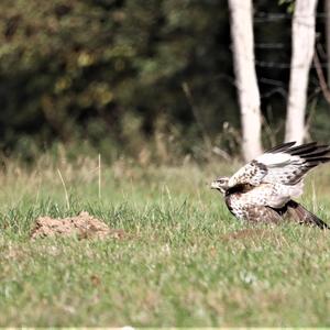 Mäusebussard