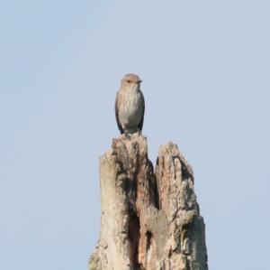 Spotted Flycatcher