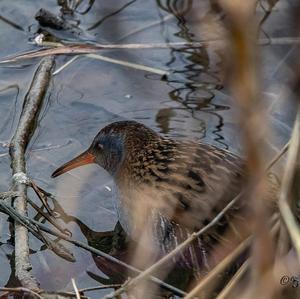 Water Rail