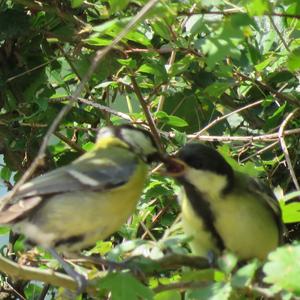 Great Tit