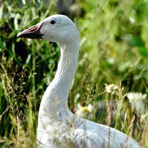 Snow Goose