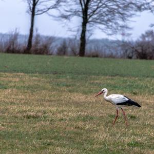 White Stork