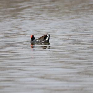 Common Moorhen