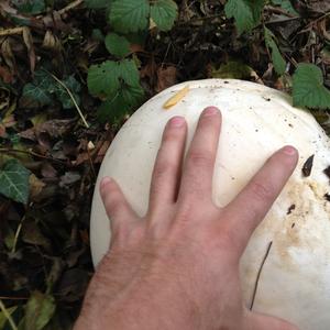 Giant Puffball