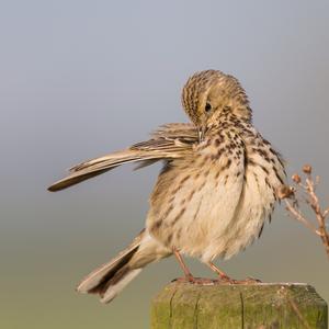 Meadow Pipit