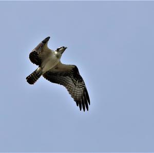 Osprey