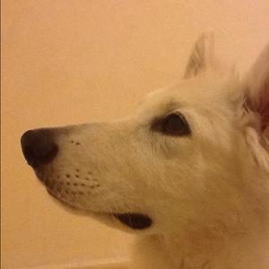 Berger Blanc Suisse