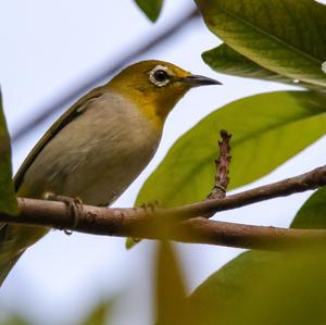 Gangesbrillenvogel