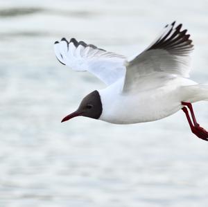 Black-headed Gull