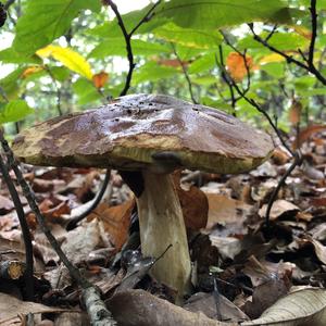 Summer Bolete