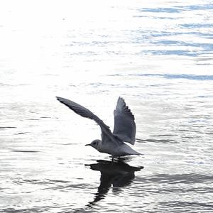 Black-headed Gull