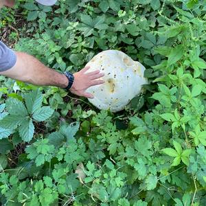 Giant Puffball