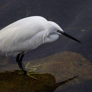 Little Egret