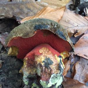 Scarlet-stemmed Bolete