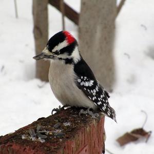 Downy Woodpecker