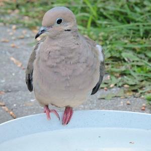 Mourning Dove